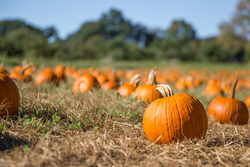 photos of pumpkins in the fall